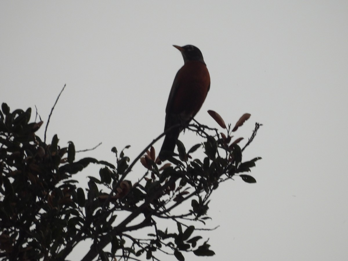 American Robin - ML646727229