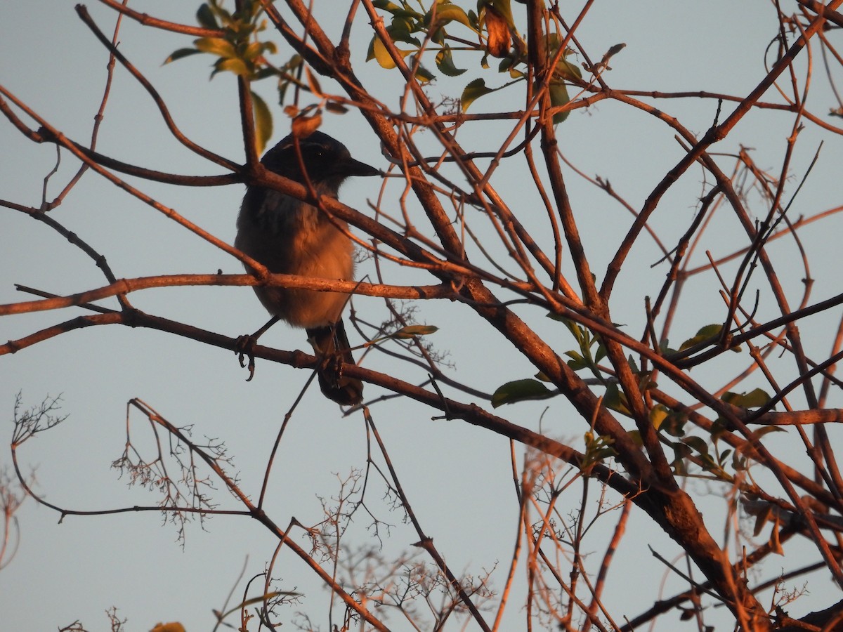 California Scrub-Jay - ML646727230