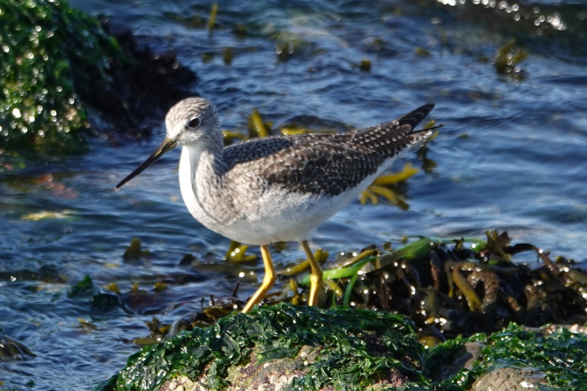 Greater Yellowlegs - ML646727233