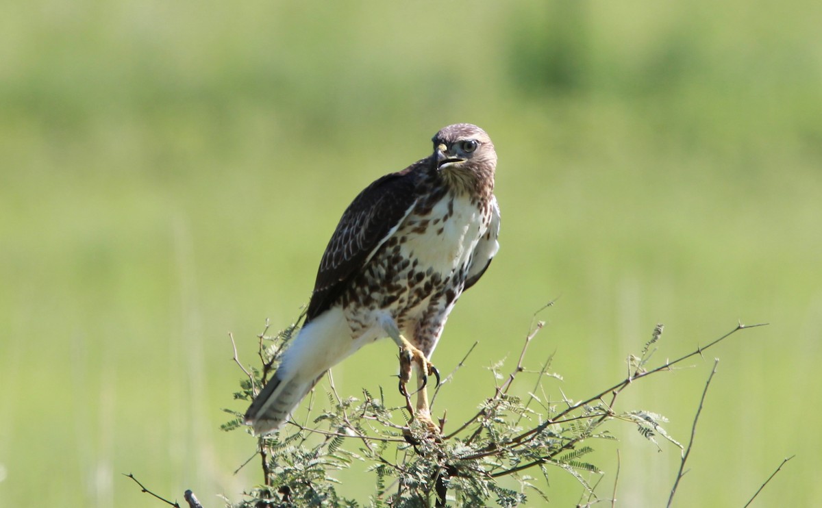 Kızıl Kuyruklu Şahin - ML646727234