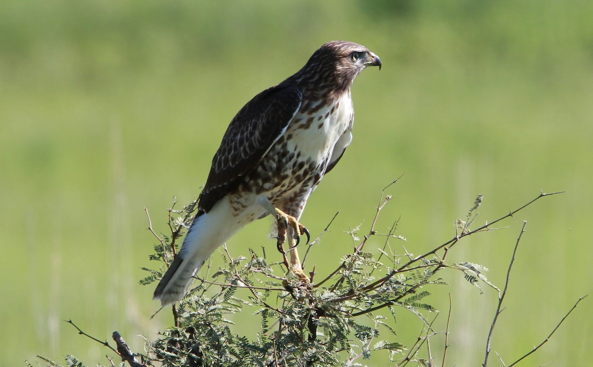 Kızıl Kuyruklu Şahin - ML646727235