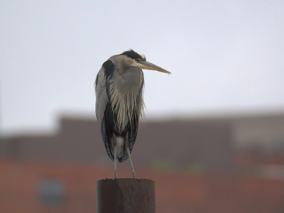 Great Blue Heron - ML646727237