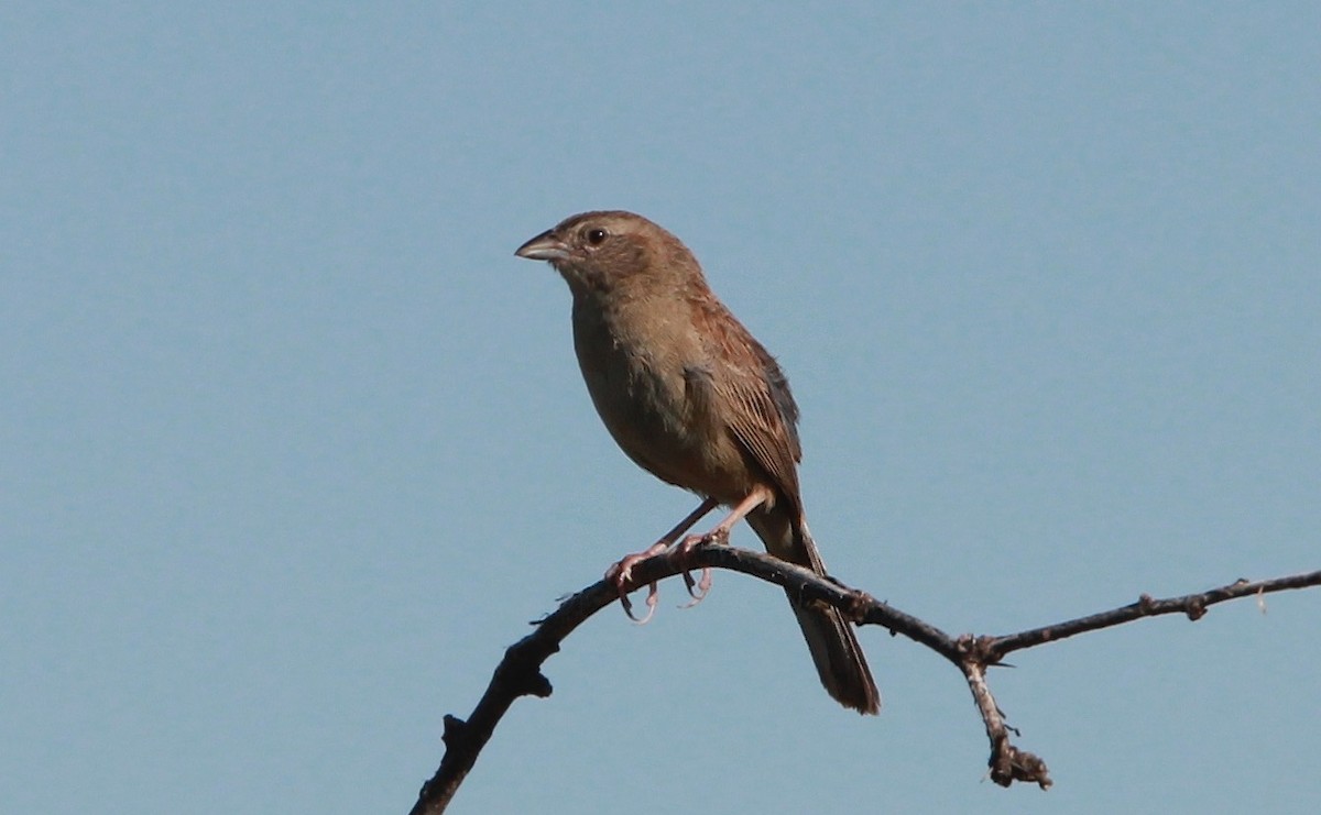 Botteri Serçesi - ML646727238