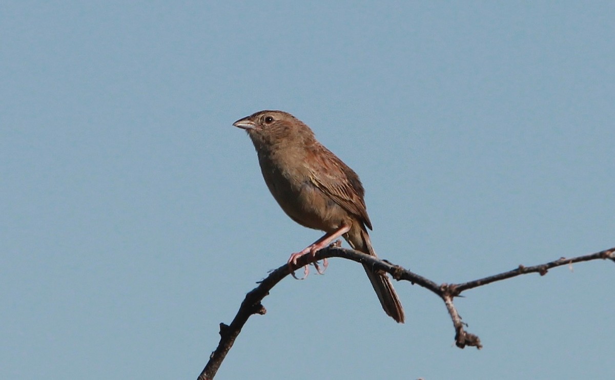 Botteri Serçesi - ML646727239