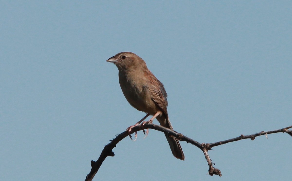 Botteri Serçesi - ML646727240