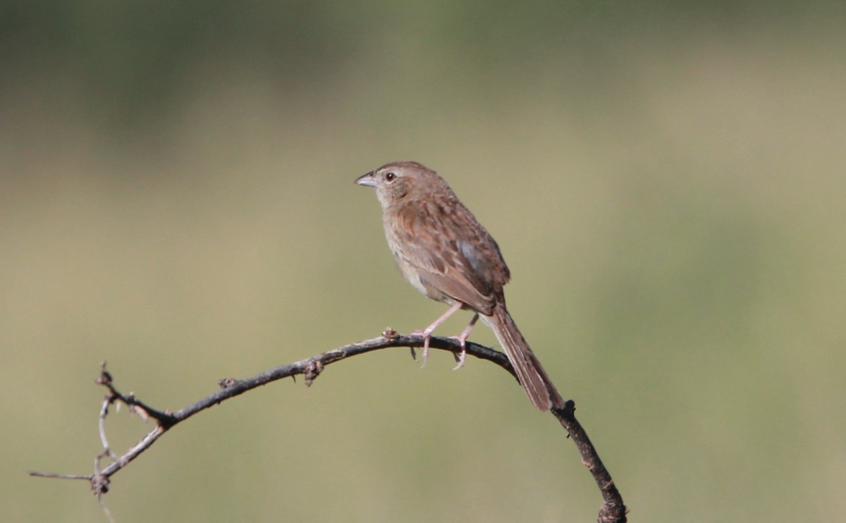 Botteri Serçesi - ML646727241