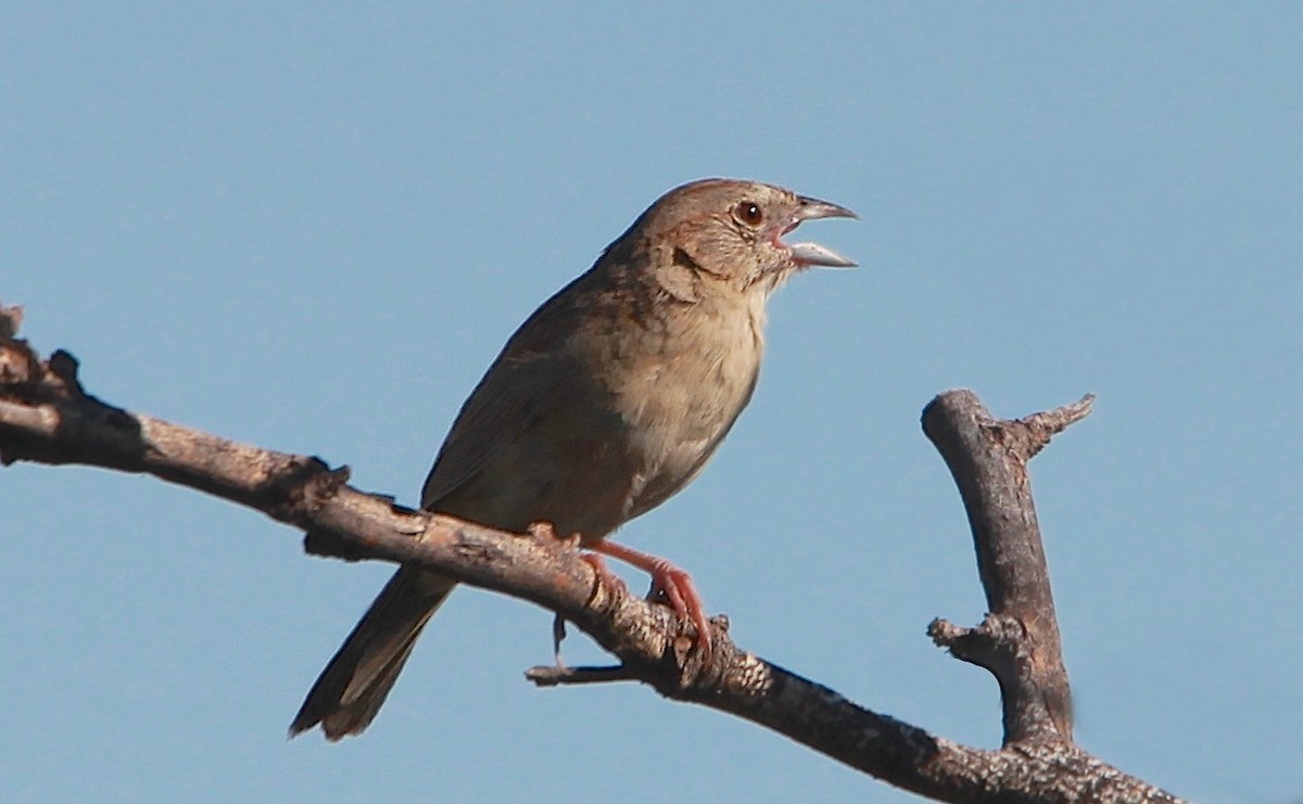 Botteri Serçesi - ML646727242