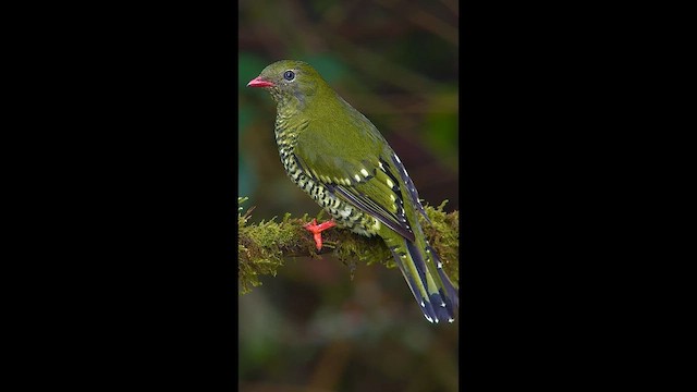 Barred Fruiteater - ML646727245