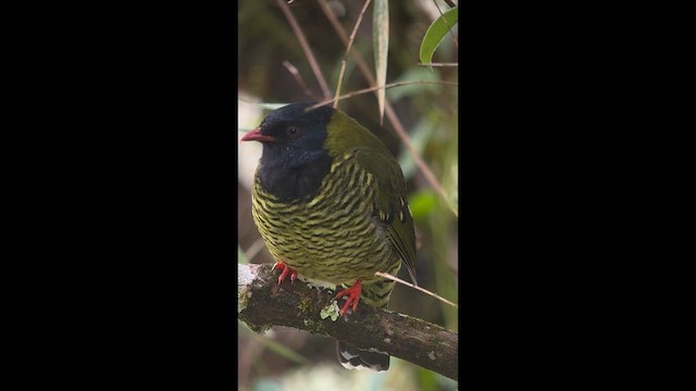 Barred Fruiteater - ML646727246