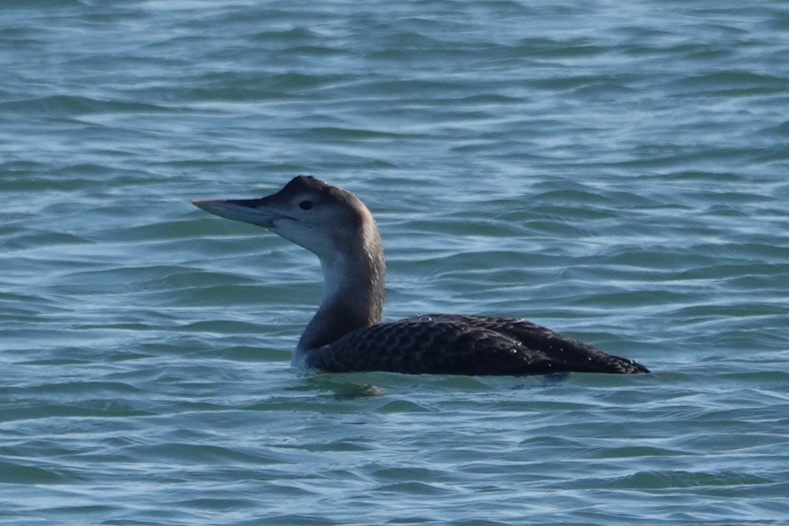 Yellow-billed Loon - ML646727251