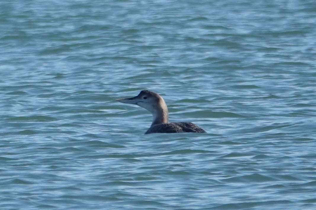 Yellow-billed Loon - ML646727253