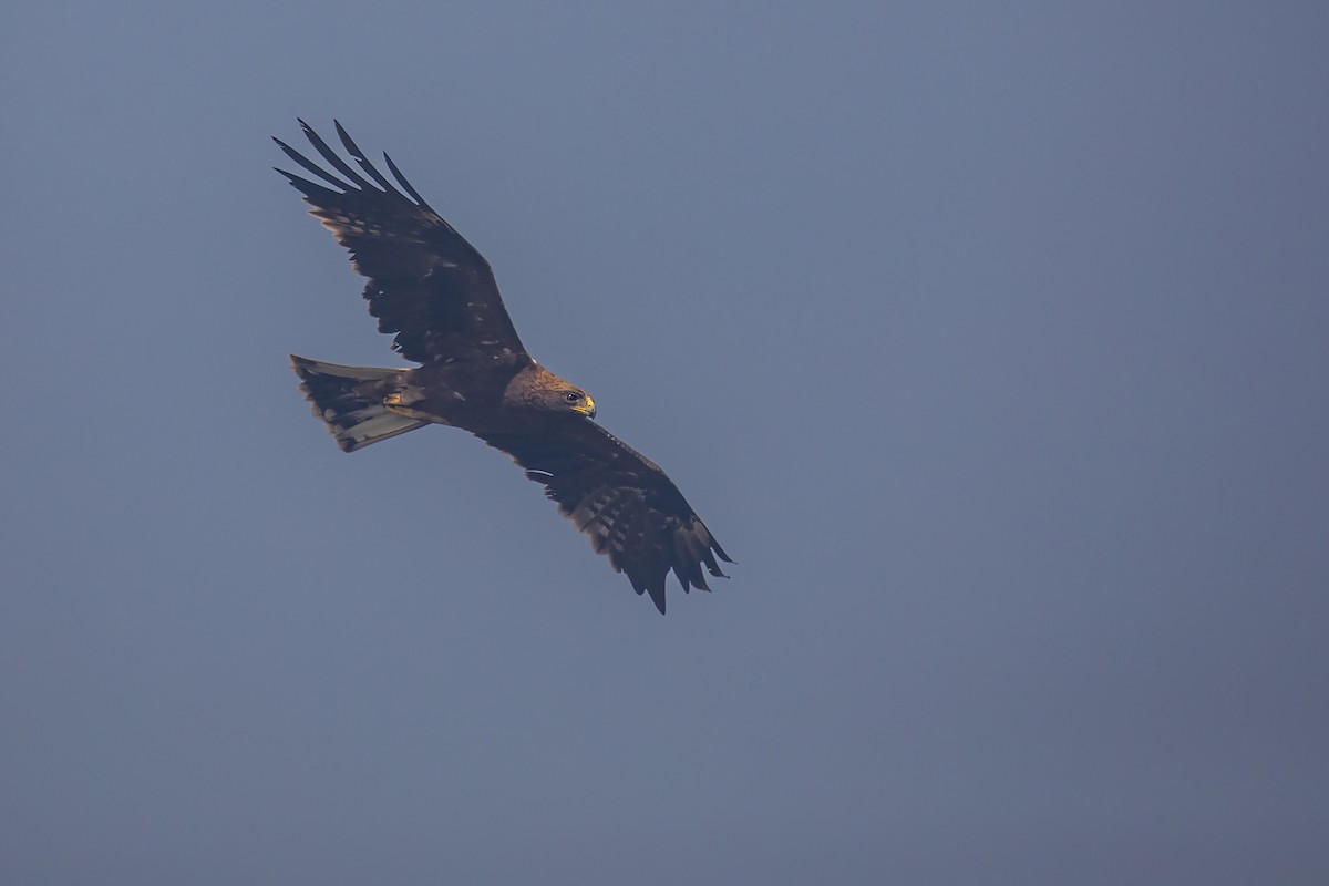 靴隼鵰 - ML646727254