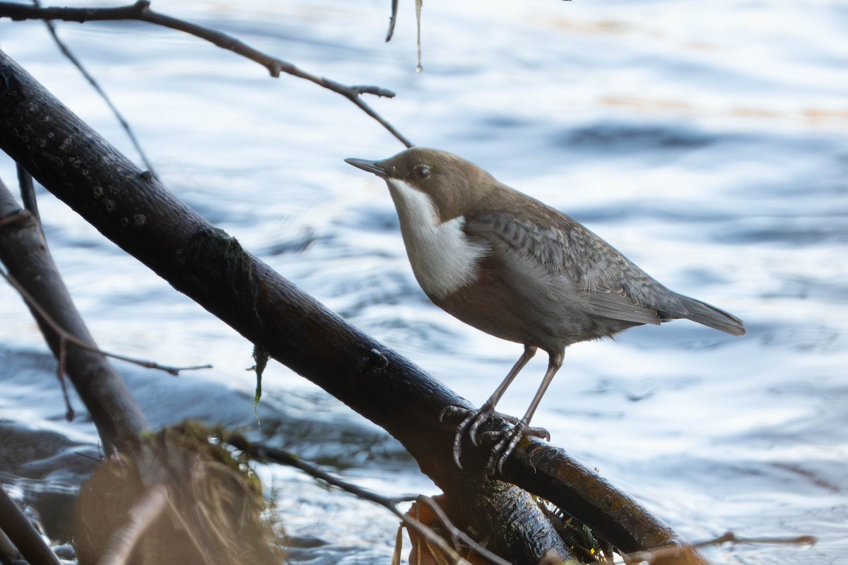 White-throated Dipper - ML646727255