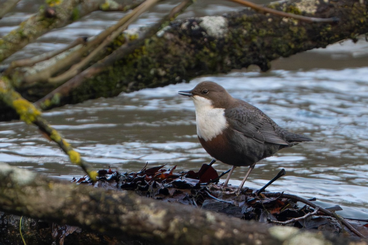 White-throated Dipper - ML646727256