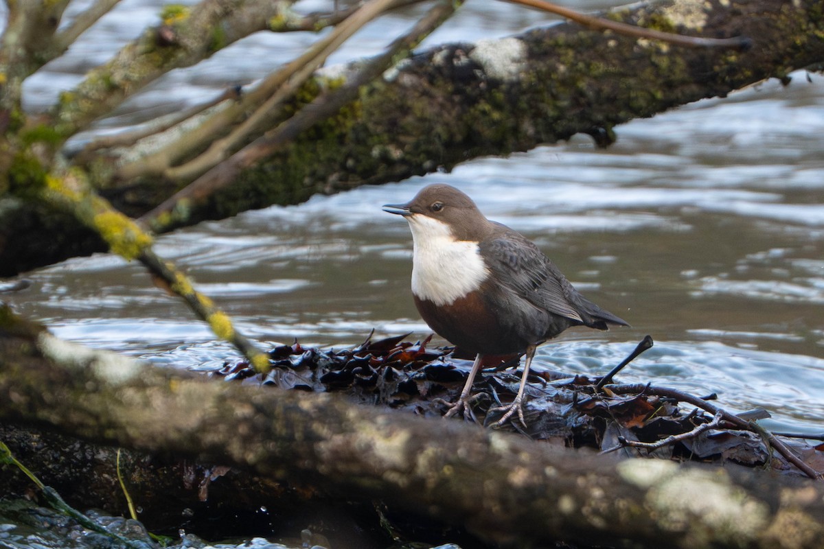 White-throated Dipper - ML646727257