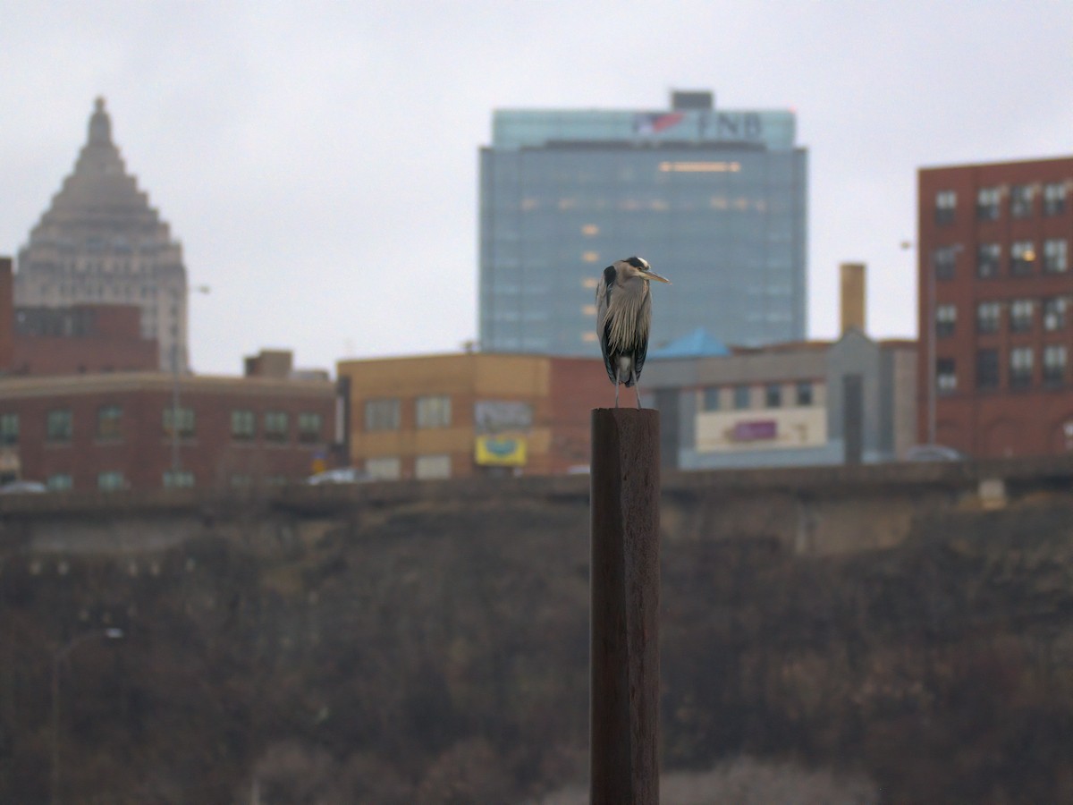 Great Blue Heron - ML646727258