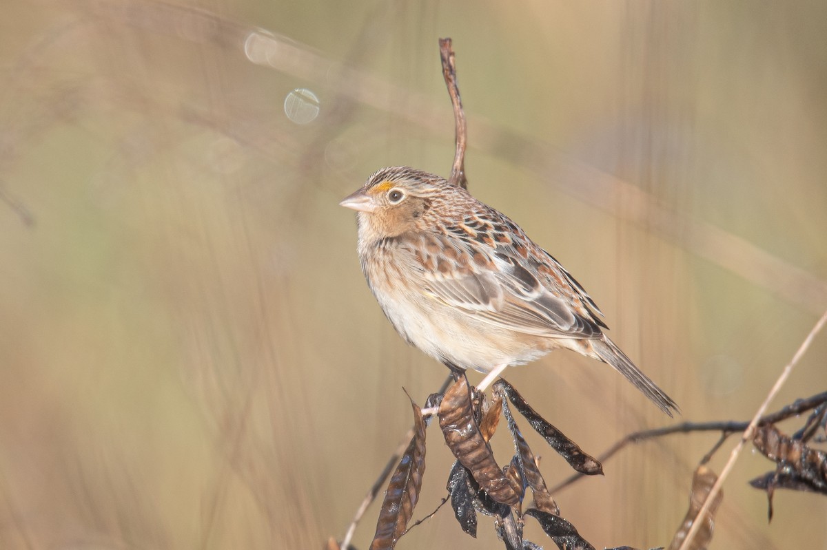 Grasshopper Sparrow - ML646727259