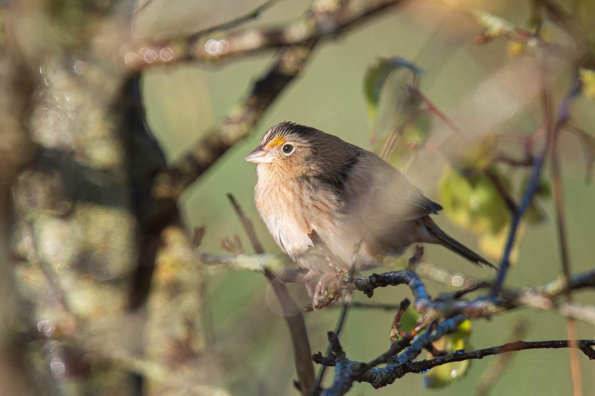 Grasshopper Sparrow - ML646727260