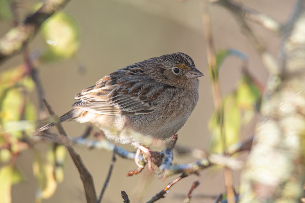 Grasshopper Sparrow - ML646727261