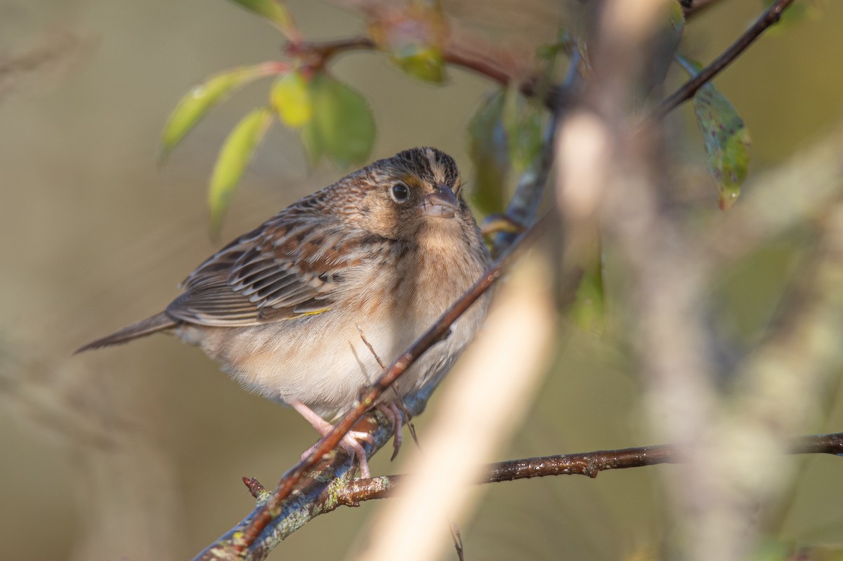 Grasshopper Sparrow - ML646727262