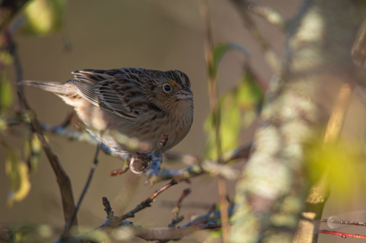Grasshopper Sparrow - ML646727263