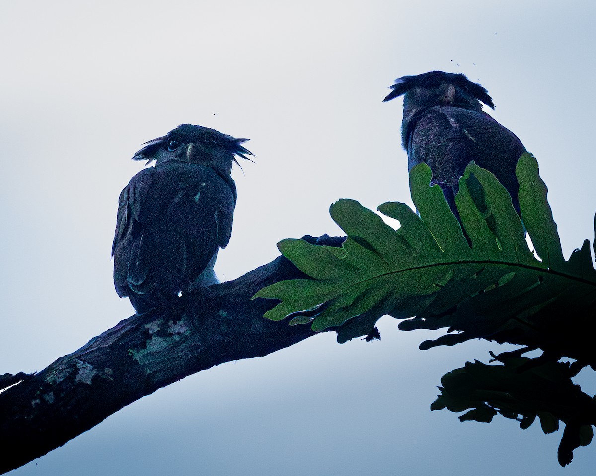 Barred Eagle-Owl - ML646727265