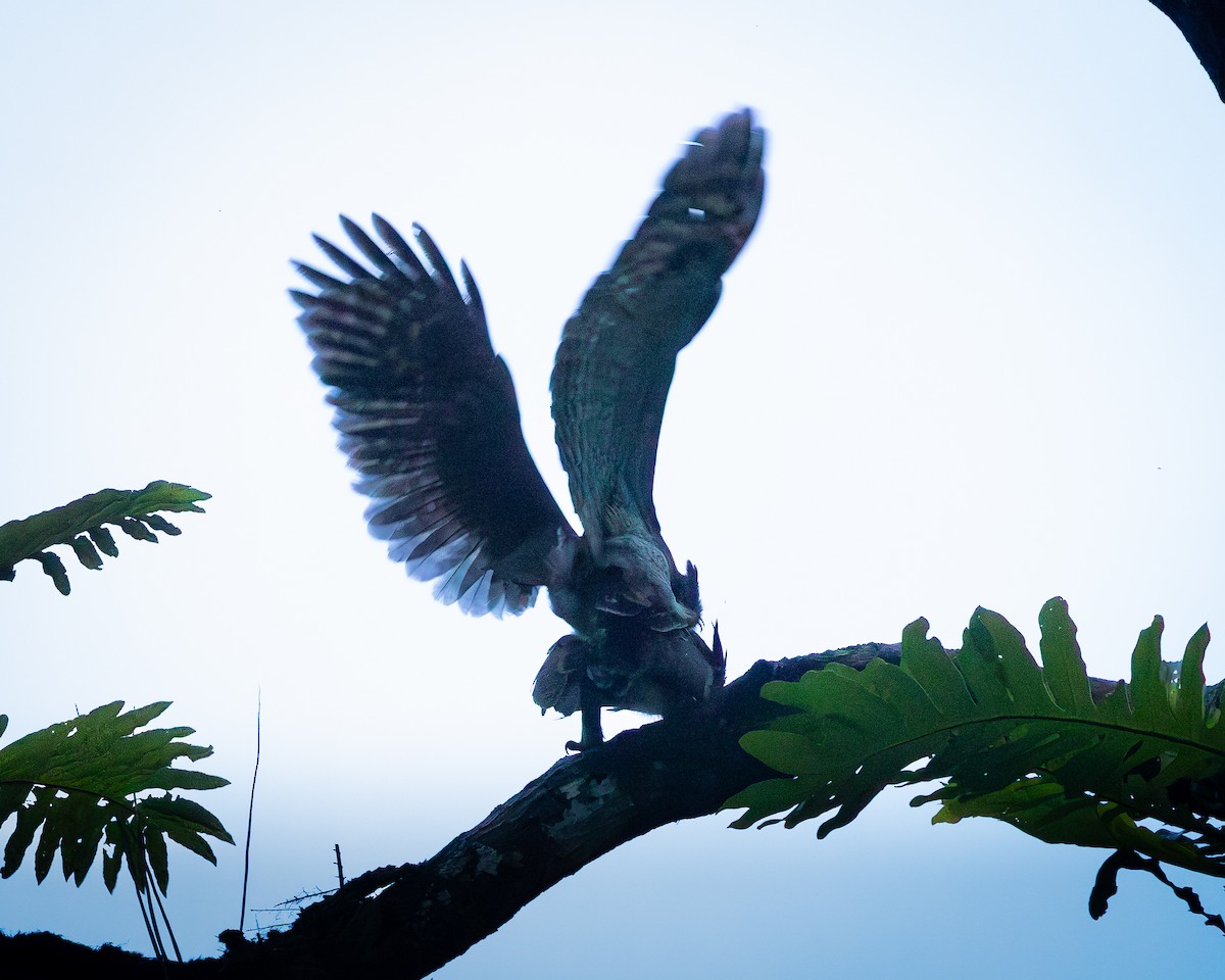 Barred Eagle-Owl - ML646727266
