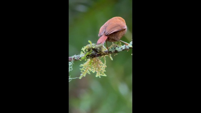 White-browed Spinetail - ML646727268