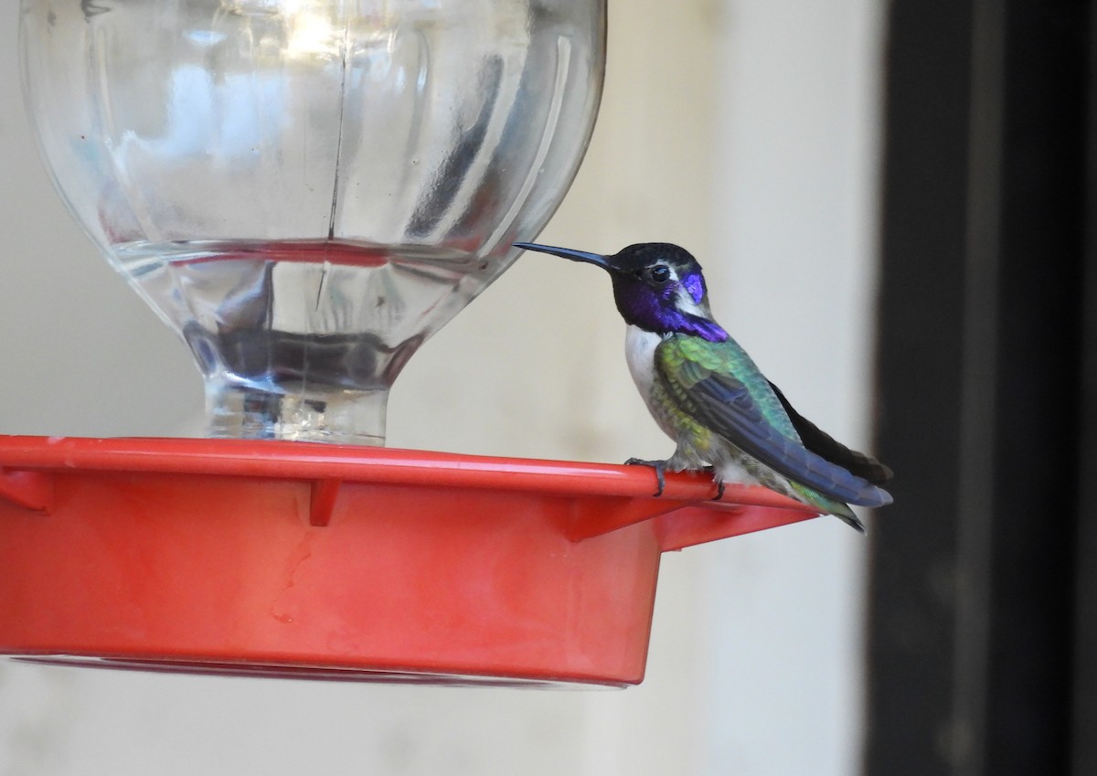 Costa's Hummingbird - ML646727269