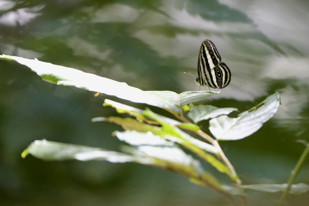White-striped Ringlet - ML646727271