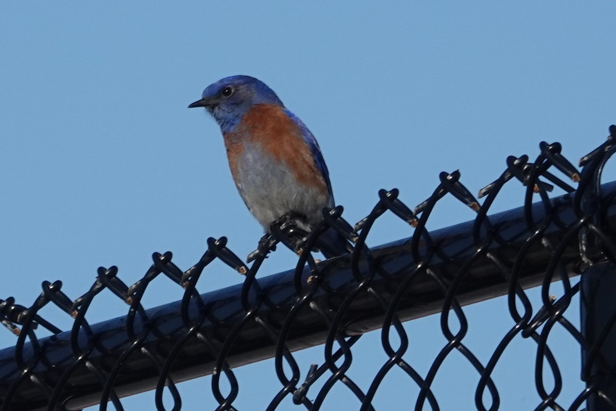 Western Bluebird - ML646727272