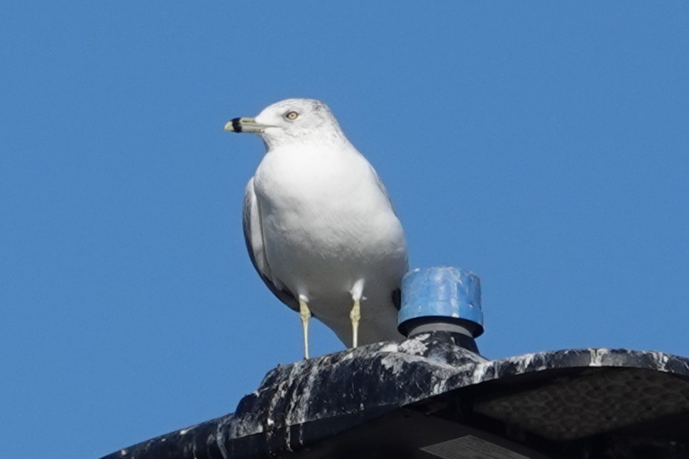 Ring-billed Gull - ML646727275