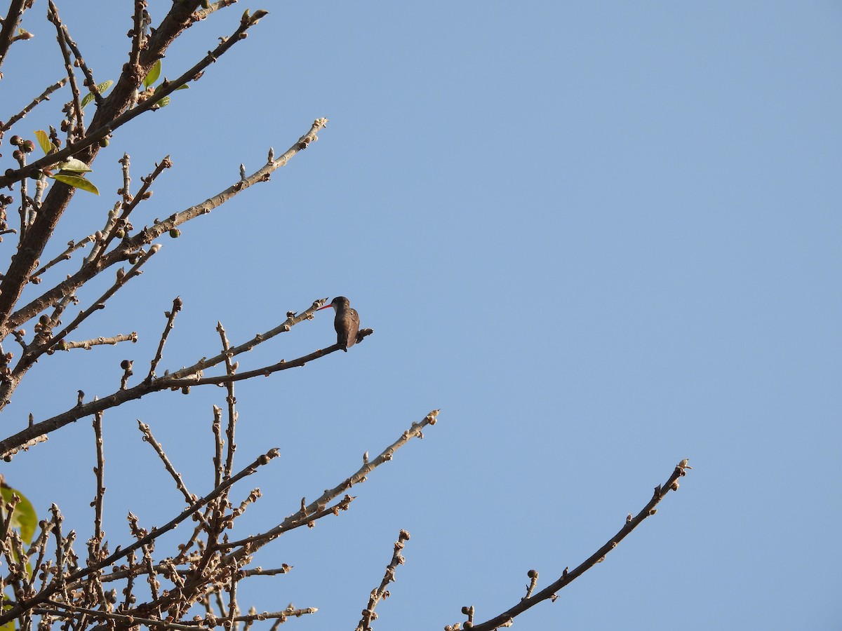 Violet-crowned Hummingbird - ML646727278