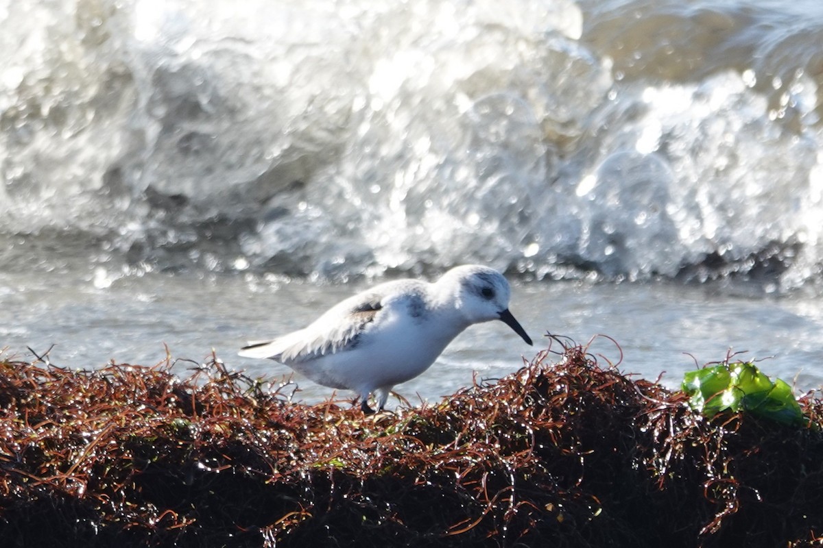 Sanderling - ML646727280