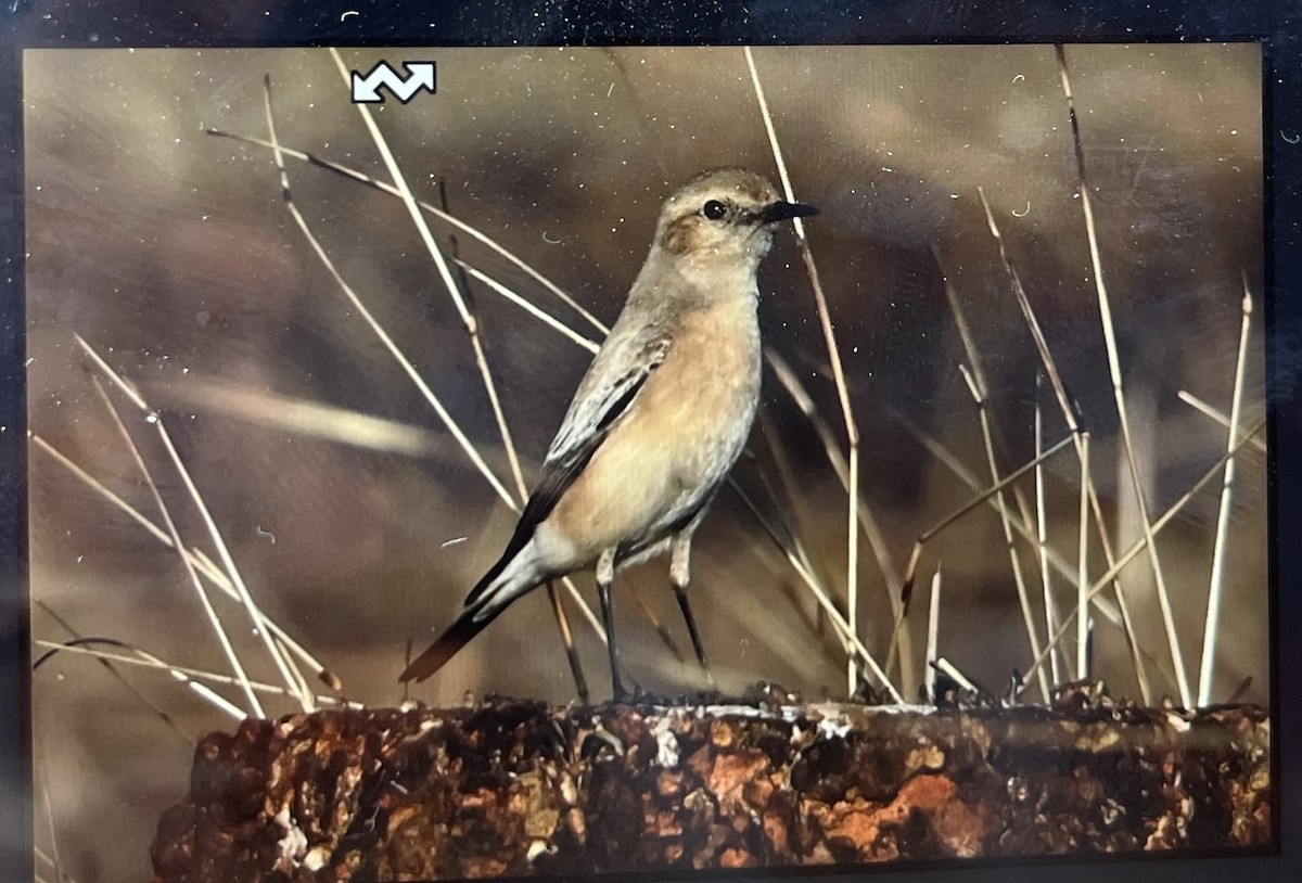 Collalba Desértica - ML646727283