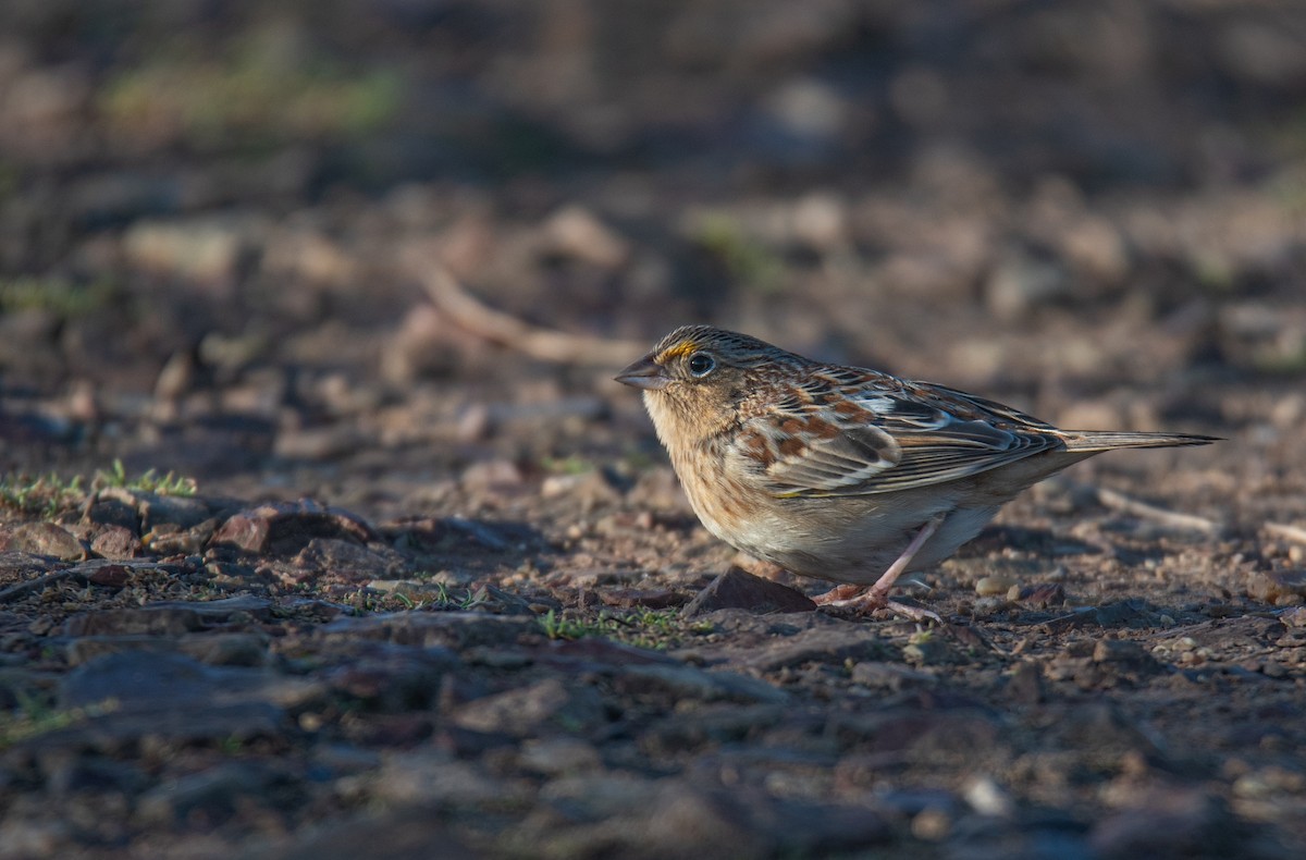 Grasshopper Sparrow - ML646727284