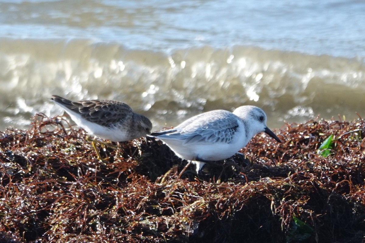 Sanderling - ML646727285