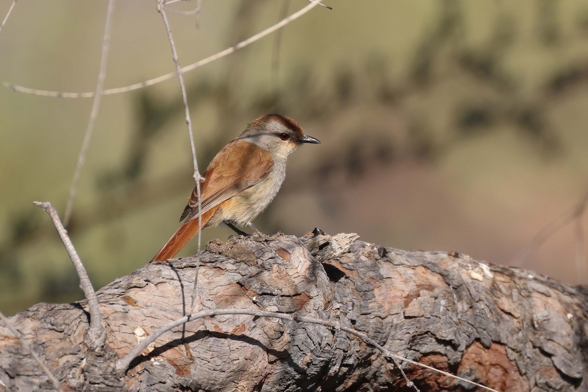 Rufous-tailed Palm-Thrush - ML646727288