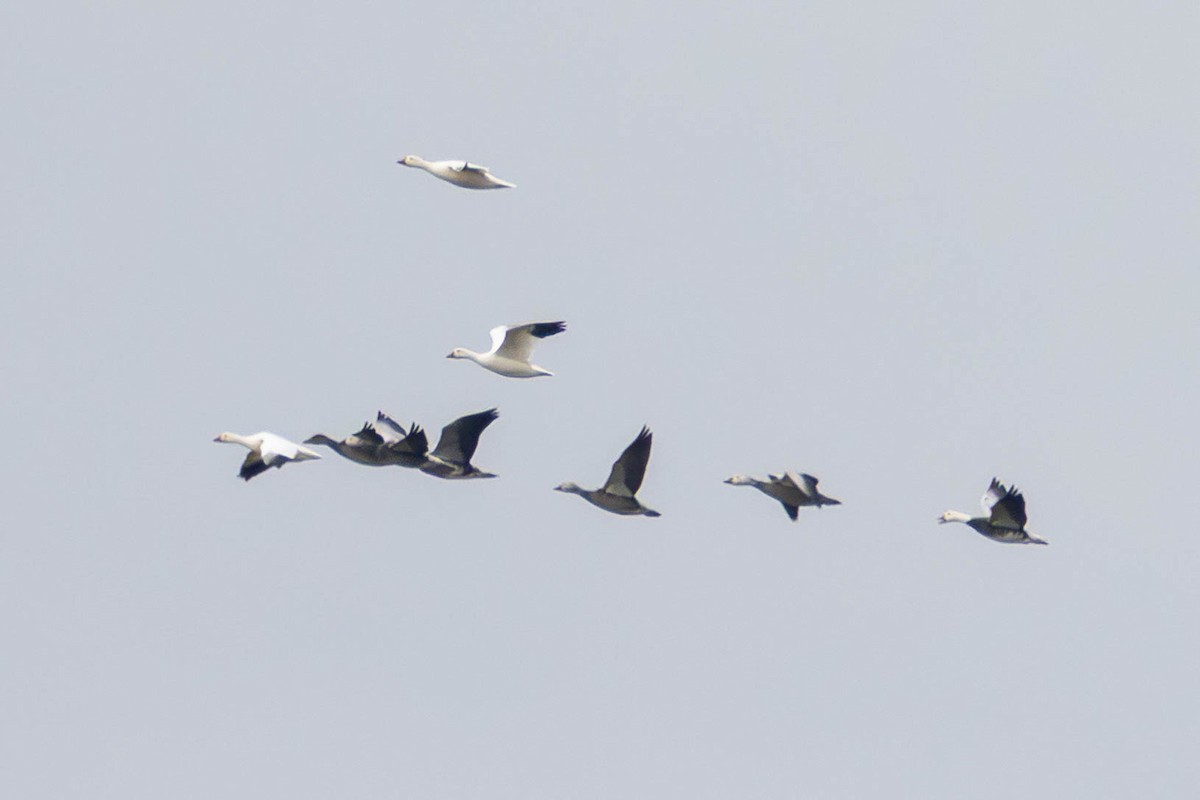 Snow Goose - ML646727289