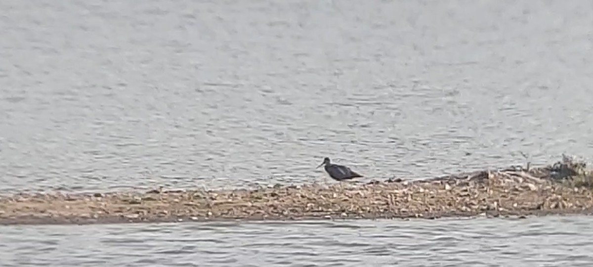 オグロシギ属 - ML646727291