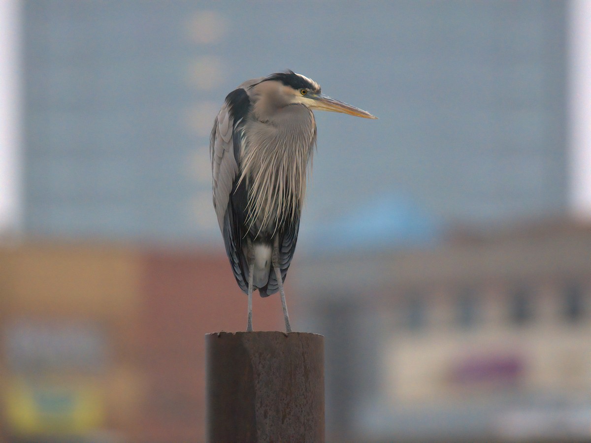Great Blue Heron - ML646727292