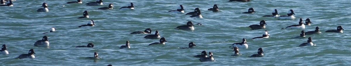 Bufflehead - ML646727293