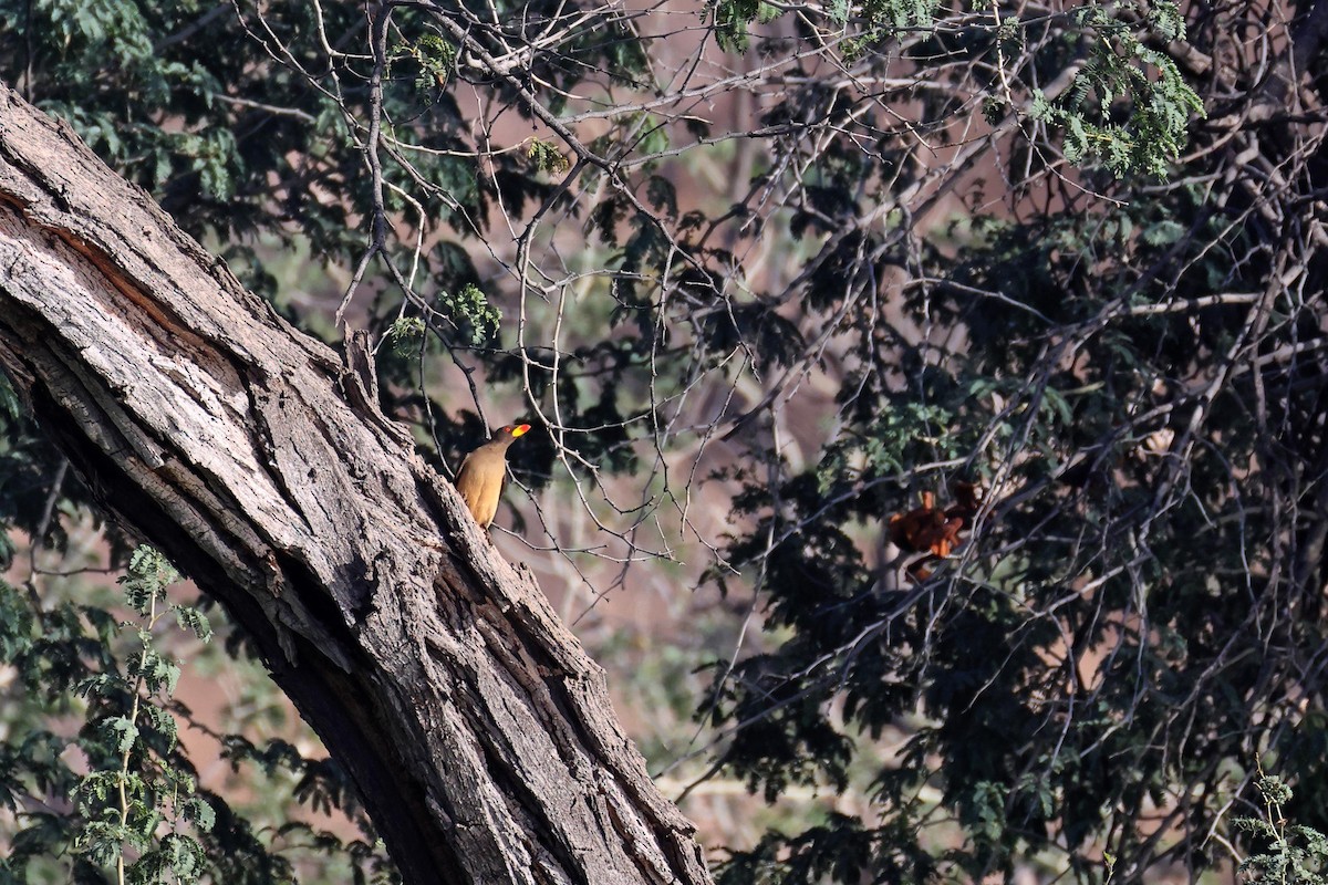 Yellow-billed Oxpecker - ML646727301