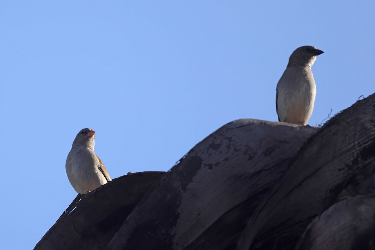 Southern Gray-headed Sparrow - ML646727303
