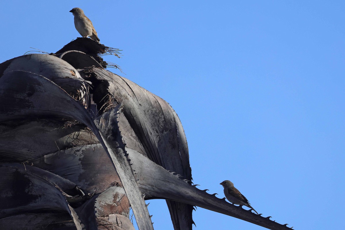 Southern Gray-headed Sparrow - ML646727304
