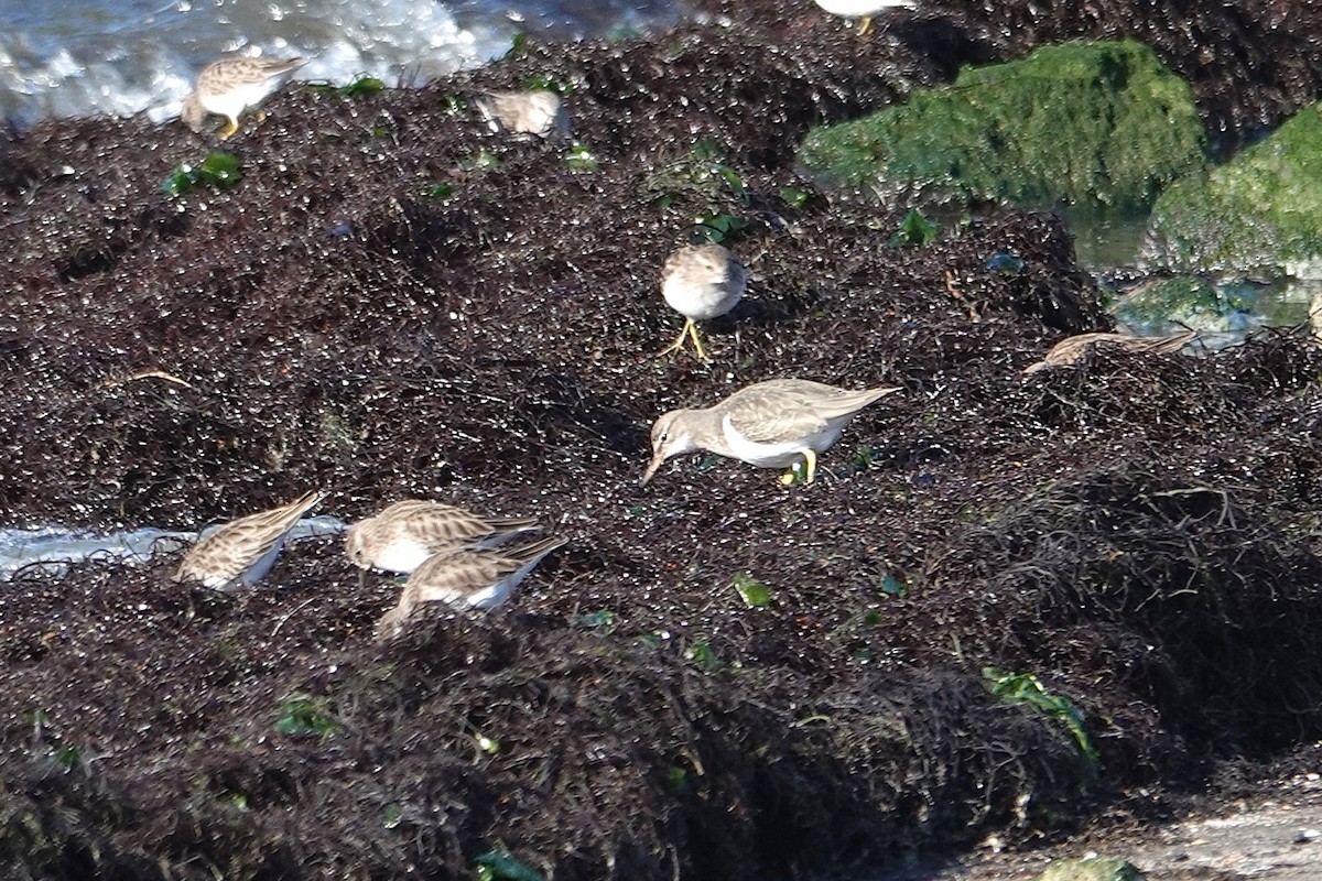 Spotted Sandpiper - ML646727306