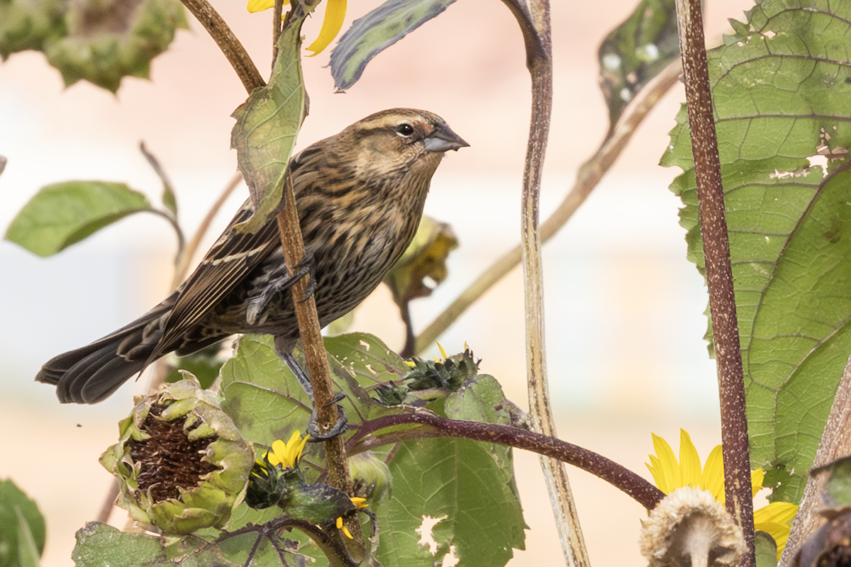 Красноплечий трупиал - ML646727309