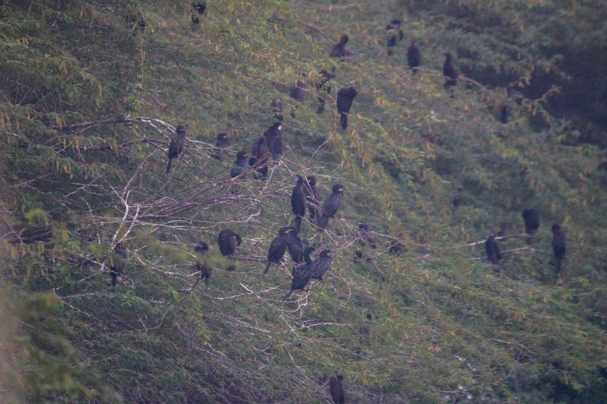 アジアコビトウ - ML646727310