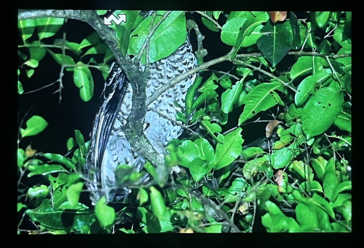 Búho Nepalí - ML646727312