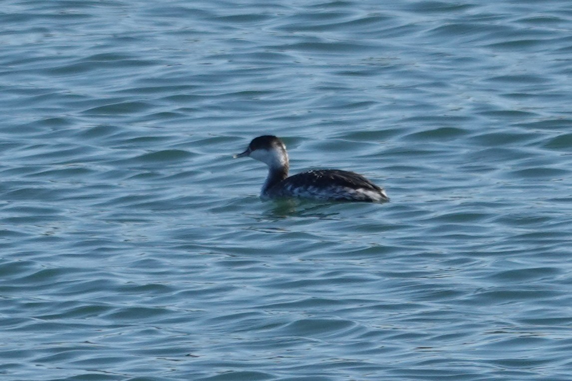 Horned Grebe - ML646727334